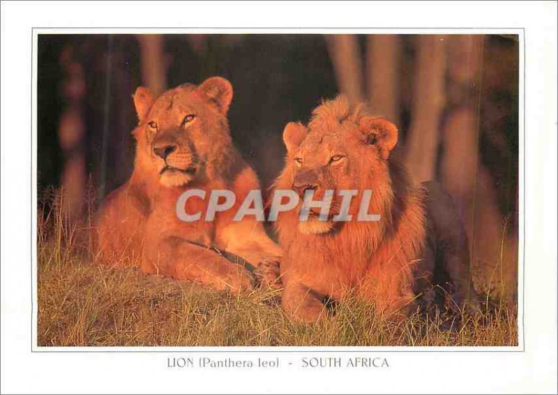 Postcard Modern South Africa Lion (Panthera Leo)