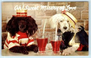 Dressed Comic POODLES DOGS Sweet Misery of Love Soda Fountain c1960s Postcard