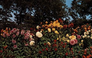 Garden of Dahlias,Alfred L Boerner Botanical Gardens,Hales Corner,WI