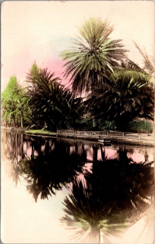 Hand Colored Real Photo Postcard Palm Trees in Honolulu, Hawaii