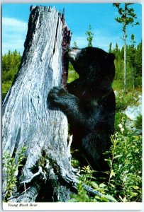 M-87249 Young Black Bear Canada