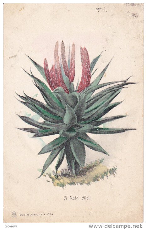 SOUTH AFRICA, PU-1908; A Natal Aloe, South African Flora