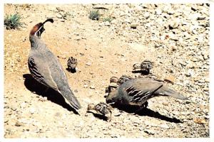 Arizona's Gambel Quail - 
