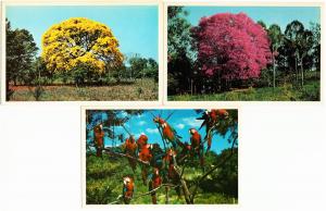 Paraguay Lot of 7 Postcards 1960s-1970s Asuncion Parrots Trees