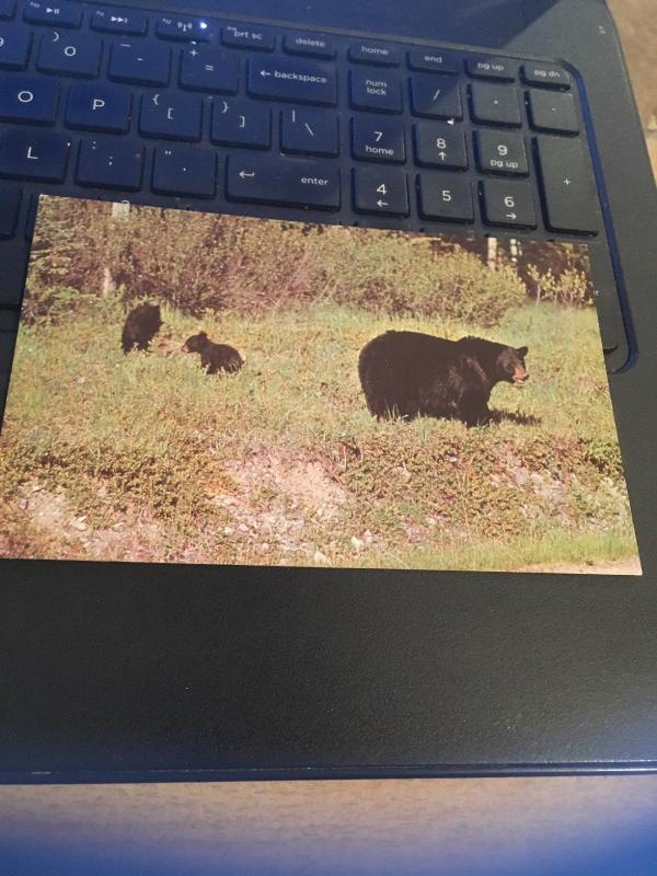 Vintage Postcard: Mama Black bear and cubs