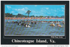 Wild Pony Swim Chincoteague Island Virginia