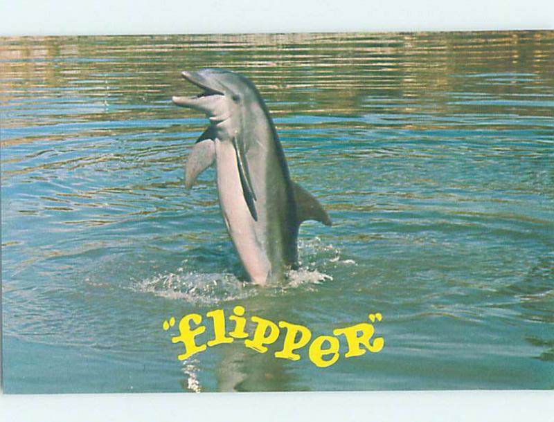 Pre-1980 FLIPPER DOLPHIN AT SEAQUARIUM Miami Florida FL AF9476@