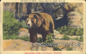 Canaan, Maine, USA Bear Postcard