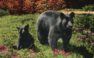 Vintage Postcard 1957 State's First Settlers w/ Her Baby Bear Adirondack Mts. NY