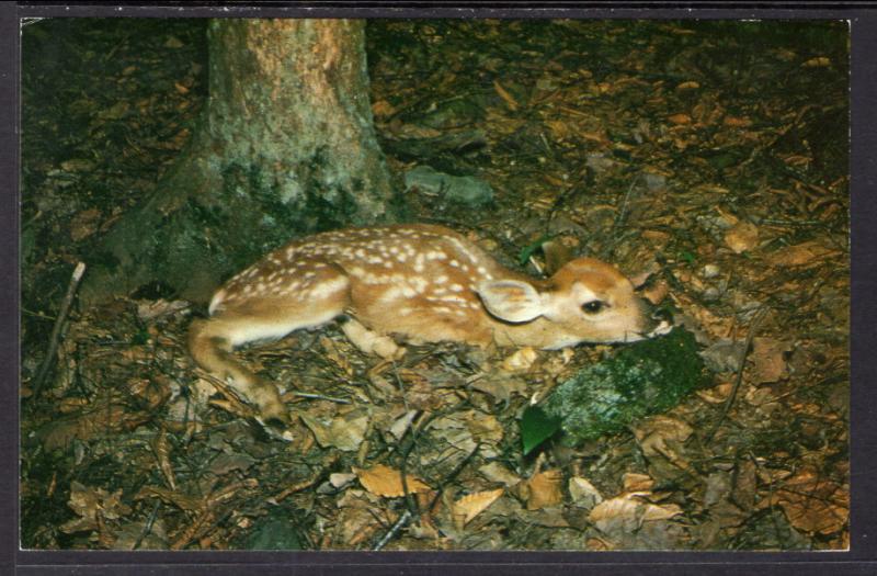 Fawn,Deer