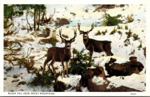 Montana Rocky Mountains Black Tail Deer Curteich