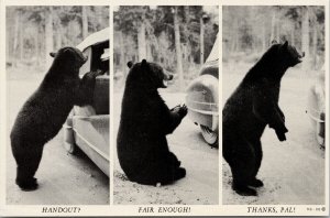 Black Bear & Auto Begging Food 'Handout Fair Enough Thanks Pal' Postcard F76
