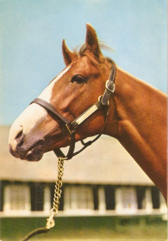 Horse Nice modern French photo postcard