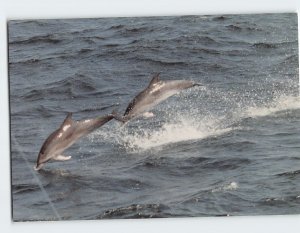 Postcard Dolphins on the Outer Banks of North Carolina USA