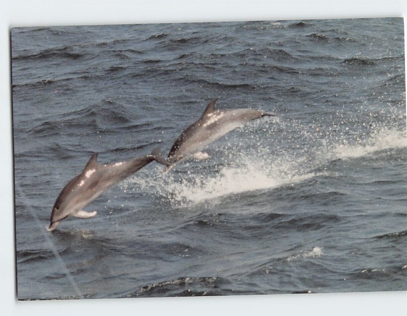 Postcard Dolphins on the Outer Banks of North Carolina USA