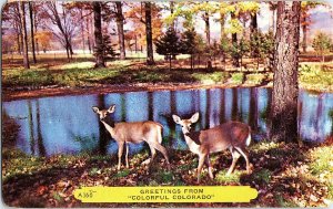 c1953 Postcard CO Greetings From Colorful Colorado Deer Standard View Card