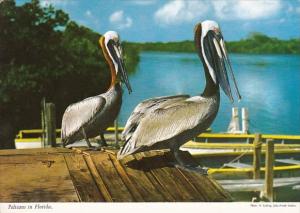 The Florida Pelicans In Florida