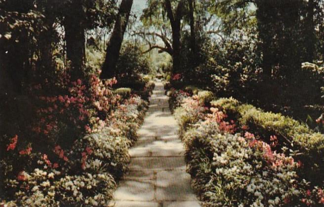 Alabama Mobile Bellingrath Gardens Path Lined With Camellias and Azaleas