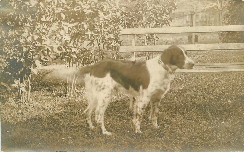 C-1910 Dog in residential yard RPPC Photo Postcard 21-11530