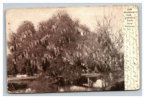 Vintage 1907 Postcard Washington Oak Audubon Park New Orleans Louisiana