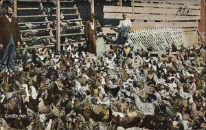 Roosevelt Written on Back Arizona AZ Chicken Farm Black Americana c1910 Postcard