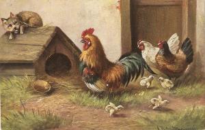 \A.Muller.Cockerell hens and chickens\ Nice antique postcard