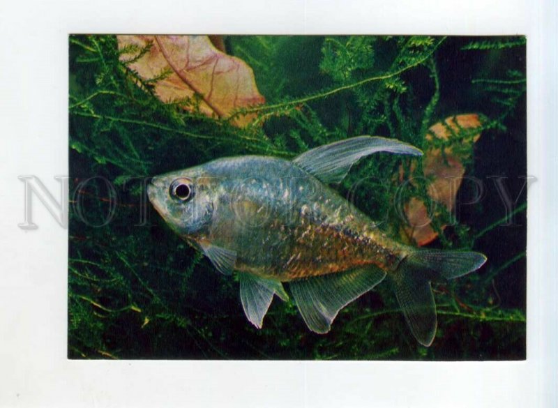 525866 USSR 1980 year aquarium fish Diamond Tetra postcard
