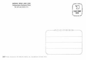 Yellowstone National Park - Brown Bear & Cub