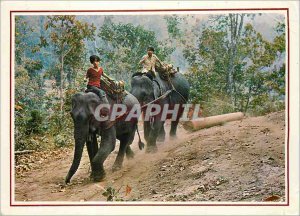 Modern Postcard Two Elephants Pulling a very Heavy Teak Log in to Forest of N...