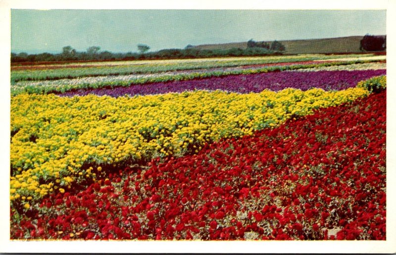 California Santa Maria Valley Lompoc Seed Flower Fields