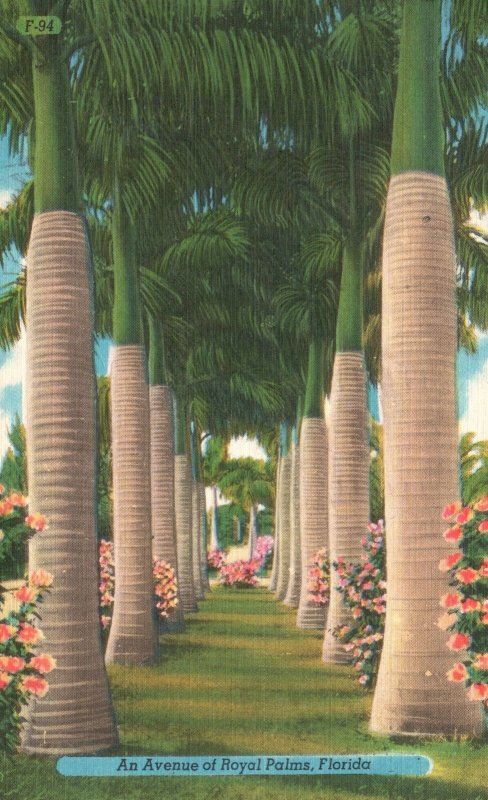 Vintage Postcard 1944 An Avenue of Lined Royal Coconut Palm Trees Florida FL