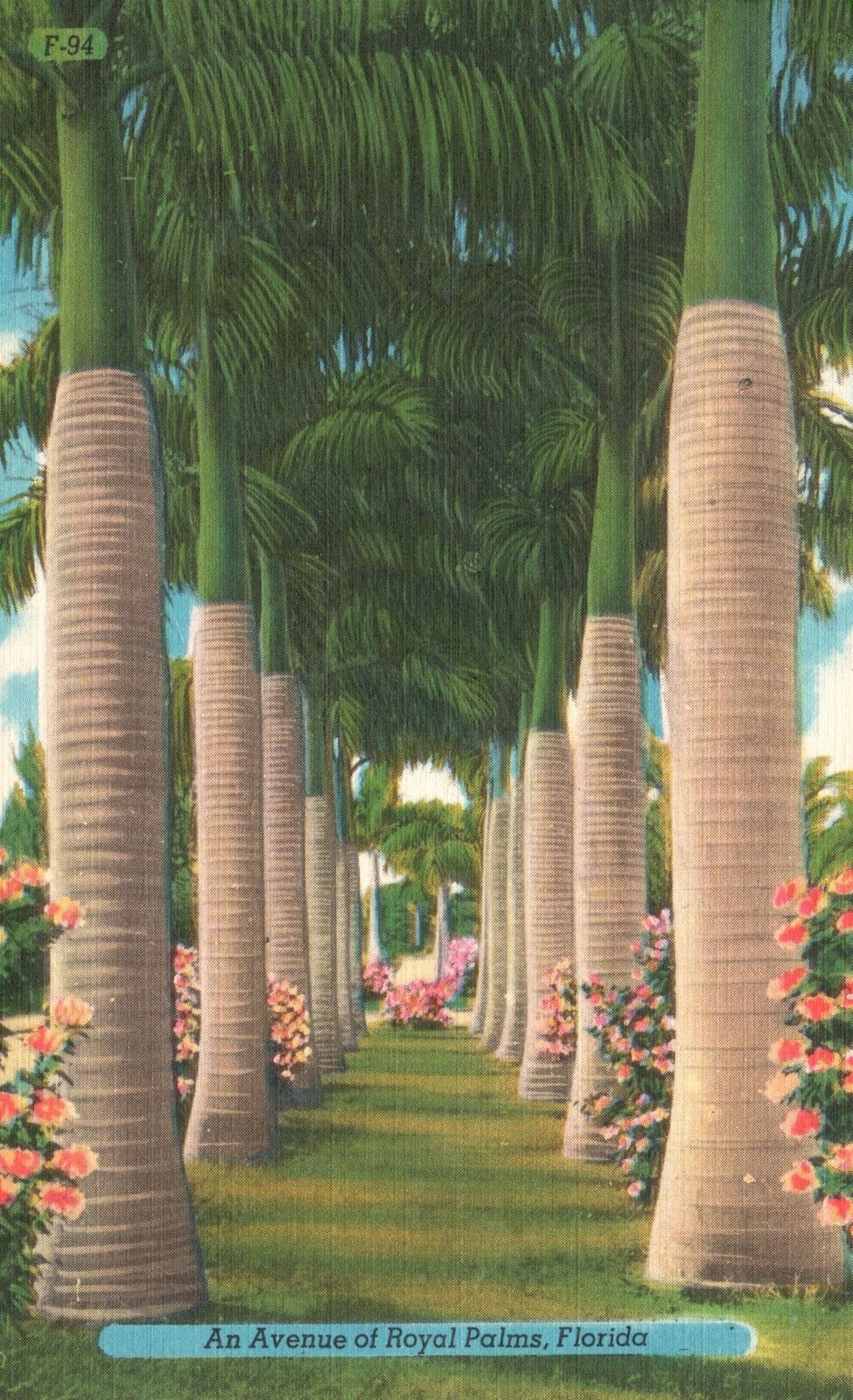 Vintage Postcard 1944 An Avenue of Lined Royal Coconut Palm Trees ...