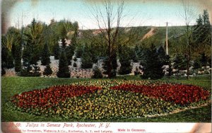 New York Rochester Tulips In Seneca Park