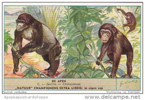 Liebig S1604 Monkeys II No 6 Gorilla - Chimpanzee