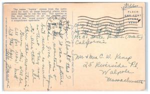 1944 California Royal Lupine Fields Postcard 