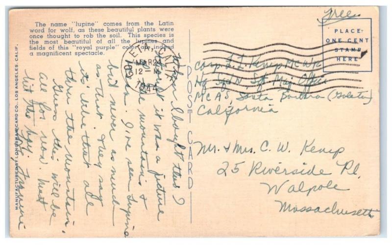 1944 California Royal Lupine Fields Postcard 