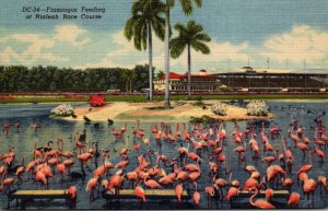 Florida Miami Flamingos Feeding At Hialeah Race Course Curteich