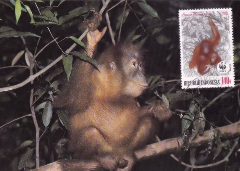 Orangutan Ape WWF Indonesia Stamp Rare FDC Postcard