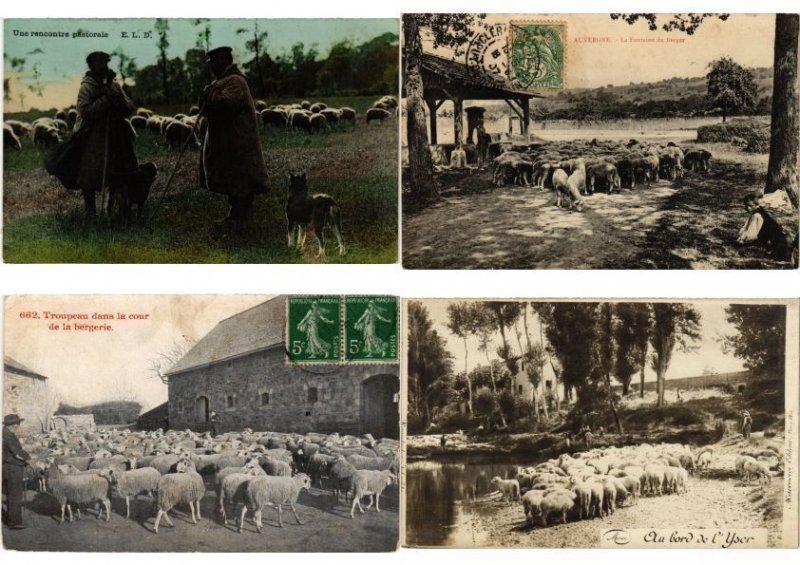 SHEEPS SHEEP MOUTONS 334 Vintage Postcards pre- 1940 (L6112)