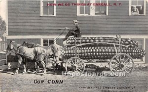 Our Corn - Bangall, New York NY  