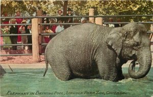 Chicago Illinois Elephant Bathing Pool Lincoln Zoo #420 C-1910 Postcard 21-10799