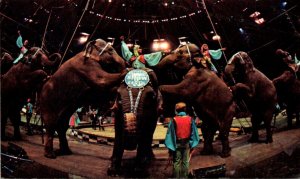 Ringling Brothers and Barnum & Bailey Circus Elephants