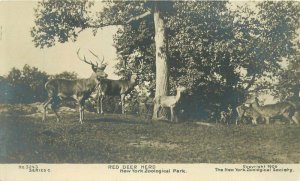 New York Zoological Park Red Deer Herd Series C C-1905 Postcard 22-295 