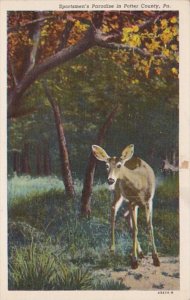 Deer Sportman's Paradise In Potter County Pennsylvania Curteich