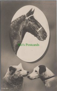 Animals Postcard - Horse and Two Dogs  Ref.RS33573