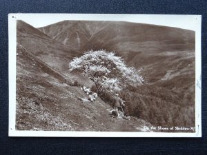 Cumbria On The Slopes of SKIDDAW Shepherd & Dog Lake District c1940s RP Postcard