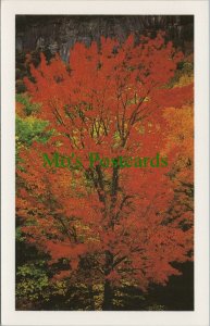 Nature Postcard - Maple Tree, White Mountains, New Hampshire  RS26909