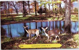 Two Deer at Warner's Lake, New York