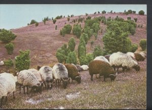 Animals Postcard - Sheep - Heidelandschaft Heidschnucken Luneburger Heide RR3071