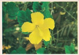 Florida Flowers Yellow Hibiscus